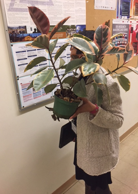 Still life: plants and posters. Image credit: David J. Muraki.