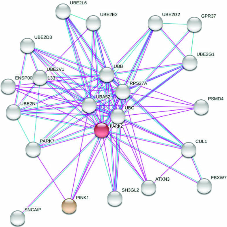 &lt;strong&gt;Figure 1.&lt;/strong&gt; Experimental interactions between human genes in the neighborhood of PARK2 and PINK1—both of which are implicated in Parkinson’s disease—as shown by the STRING network [12]. This figure was generated from &lt;a href=&quot;https://string-db.org&quot; rel=&quot;noopener noreferrer&quot; target=&quot;_blank&quot;&gt;https://string-db.org&lt;/a&gt; with seed genes PARK2 (in red) and PINK1 (in light pink).