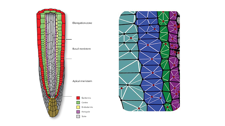 <strong>Figure 1. Left.</strong> Schematic of the different cell types in the primary root of Arabidopsis. In the frame of reference of the growing root tip, there is an upward flux of cells, driven by cell division in the apical meristem and by cell expansion in the elongation zone. The spatial organisation of cells along the root axis also reveals the cells’ life-histories, with short young cells near the root tip and longer older cells further behind. Gravity-sensing cells are among the brown cells at the root tip. Reprinted from Trends in Plant Science, 14/7, Benjamin Péret et al., Arabidopsis lateral root development: An emerging story, 399–408, 2009, with permission from Elsevier. <strong>Right.</strong> In computational simulations of cell expansion, individual cells are represented as polygons (in a two-dimensional projection), and mechanical properties are ascribed to the cell walls; walls in the plane of the simulation are divided into elements that account for the reorientation of embedded cellulose microfibrils (from Fozard et al., 2013). Use of realistic cell geometries is important for accurate simulation of the transport of regulators like auxin.