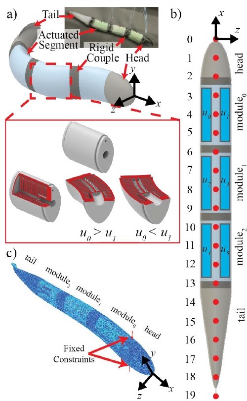 <strong>Figure 1.</strong> Anguilliform soft robot design and simulation. <strong>1a.</strong> The anguilliform soft robot is composed of soft, underactuated head and tail segments; three actuated body segments that are driven by antagonistic fluid elastomer actuators; and rigid couples that securely connect the soft segments. Because the two fluidic chambers in the actuated segments are pressurized with inputs \(\mathbf{u}_i,\) we can induce bending moments along the robot’s body to affect its shape. <strong>1b.</strong> The robot accepts six pressure inputs that are physically coupled, such that \(\mathbf{u}_{2i} = -\mathbf{u}_{2i+1}\) for \(i \in \{0, 1, 2\}.\) We constructed the output of the robot as the \(x\)-\(z\) position of 20 equally spaced points along the centerline of the robot’s body (red dots). <strong>1c.</strong> To simulate the system’s dynamics, we constructed a custom finite element model in an open-source simulation framework called SOFA, where the high-dimensional state \(\mathbf{x}(t) \in {\mathbb{R}}^n\) represents the spatial coordinates of each node in a high-dimensional mesh of the robot’s geometry. Figure courtesy of [1].