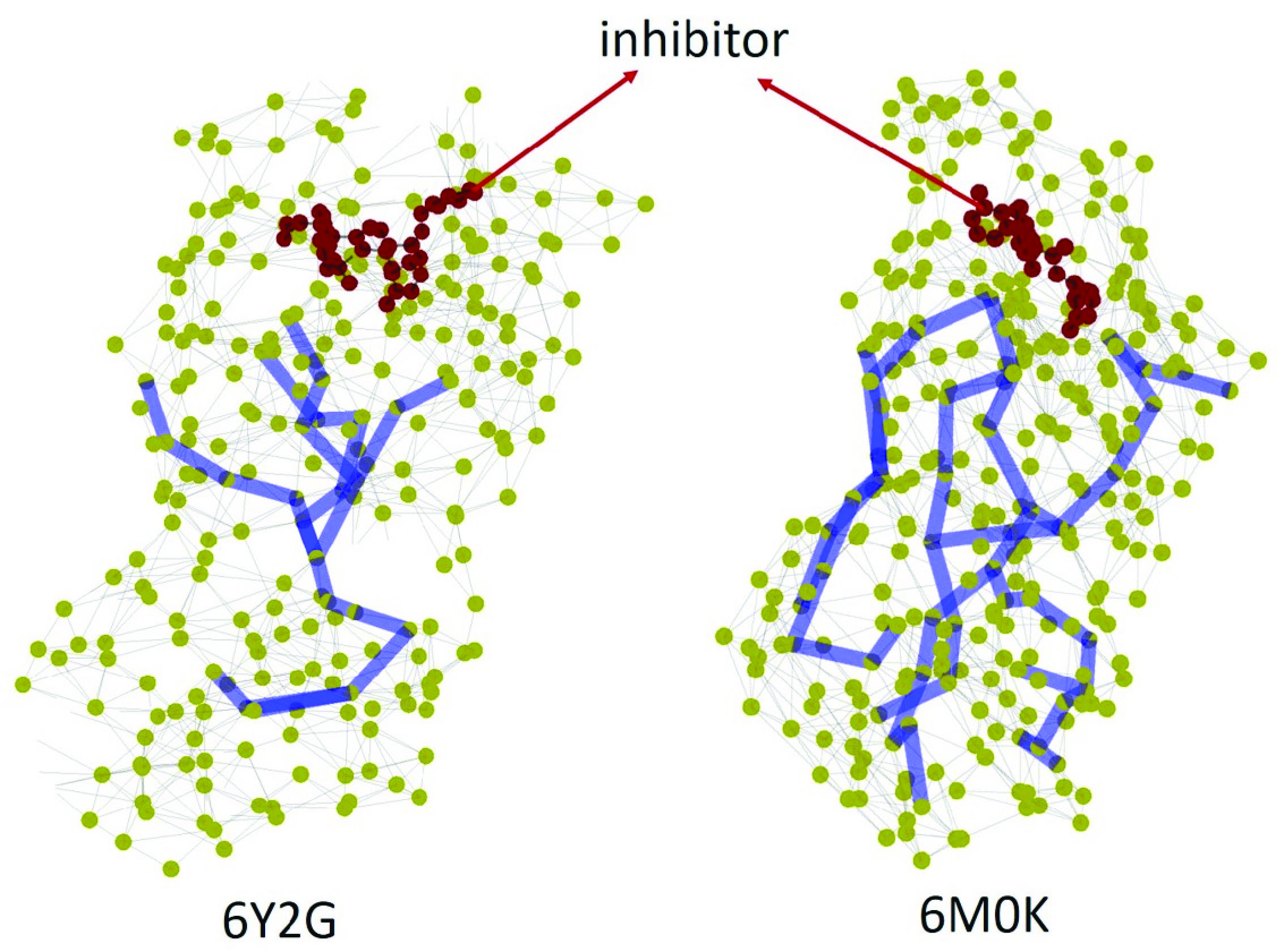 &lt;strong&gt;Figure 3.&lt;/strong&gt; Illustration of the shortest paths between the most perturbed pairs of amino acids (AAs) in the main protease (M&lt;sup&gt;pro&lt;/sup&gt;), bounded to two inhibitors of different potency. 6Y2G is the least powerful inhibitor and 6M0K is the most powerful inhibitor. Figure courtesy of Ernesto Estrada.