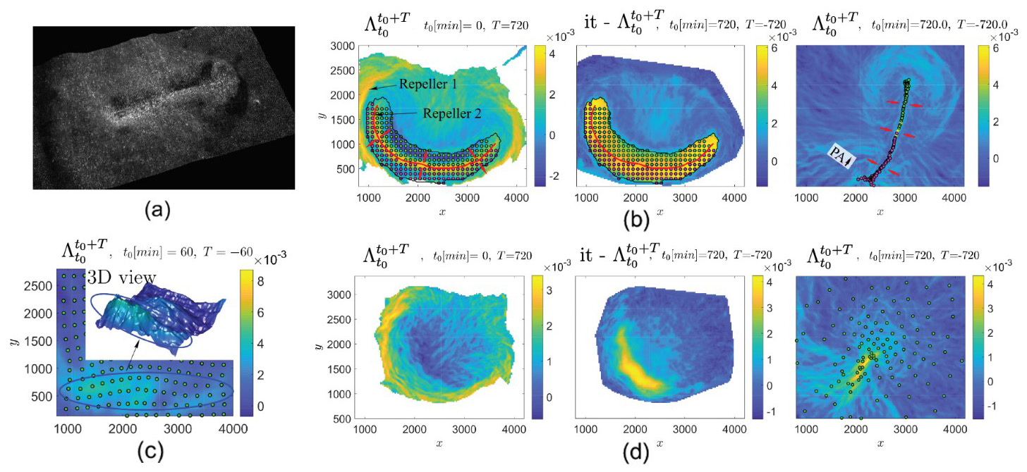 &lt;strong&gt;Figure 3.&lt;/strong&gt; Dynamic morphoskeletons in chicken gastrulation. &lt;strong&gt;3a.&lt;/strong&gt; Light-sheet microscopy image of a chick epiblast during the primitive streak (PS) formation. &lt;strong&gt;3b.&lt;/strong&gt; Left: \(FW \, FTLE^{12h}_0\) highlights two repelling Lagrangian coherent structures (LCSs). Right: \(BW \, FTLE^0_{12h}\) highlights the attracting LCS that corresponds to the formed PS. Center: \(BW \, FTLE^0_{12h}\) field in the right panel is passively transported to the initial time; this marks the initial position of the mesendoderm precursor cells—bounded by the solid black line—that eventually form the PS. Cells that begin on different sides of repeller 2 form the anterior and posterior part of the PS. The finite-time Lyapunov exponent (FTLE) has units 1/min, and the axis units are in µm. The time evolution of the FTLE fields and cell positions for different \(T\) are available in Animation 1. &lt;strong&gt;3c.&lt;/strong&gt; \(BW \, FTLE^0_{1h}\) ridge highlights the PS’s early footprint (blue ellipse) using only the first hour of data when the cells (green dots)—initially released on a uniform rectangular grid—have barely moved. &lt;strong&gt;3d.&lt;/strong&gt; The same situation as 3b for a chick embryo that is treated with a critical diffusible morphogen (FGF) receptor inhibitor. See Animation 2 for the time evolution of the FTLE fields and cell positions for different \(T\). Figure 3a courtesy of Cornelius Weijer, 3b-3d adapted from [6].