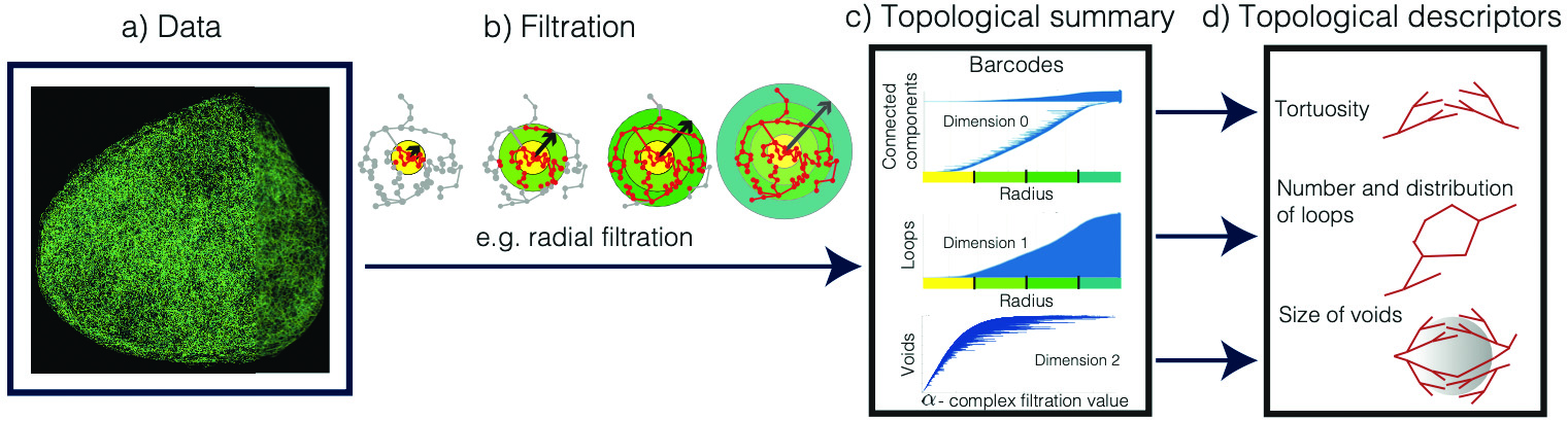 &lt;strong&gt;Figure 1.&lt;/strong&gt; The use of topological methods to analyze a real biological system into something tractable requires several steps, shown here for the growth of blood vessels in a tumor. Figure courtesy of [3].