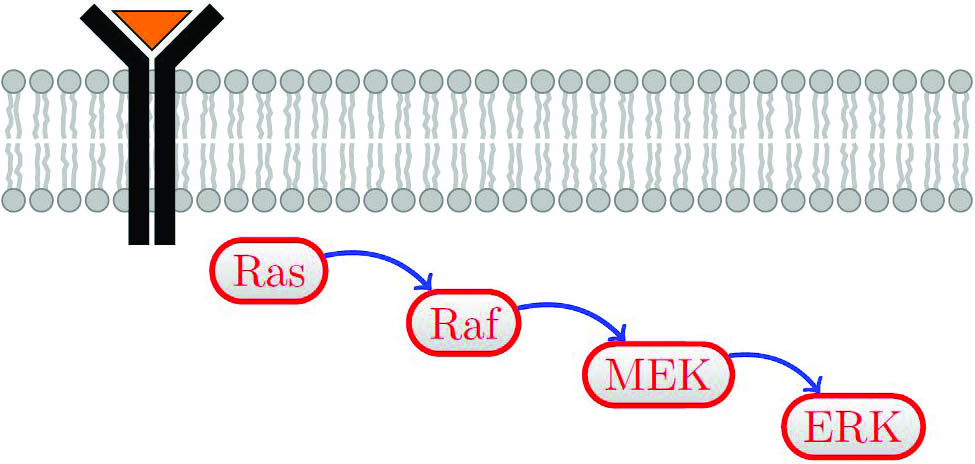 &lt;strong&gt;Figure 1.&lt;/strong&gt; The extracellular signal-regulated kinase (ERK) pathway: a cascade of protein reactions that communicates a signal from a receptor on the surface of a cell to its nucleus. Figure adapted from [10].