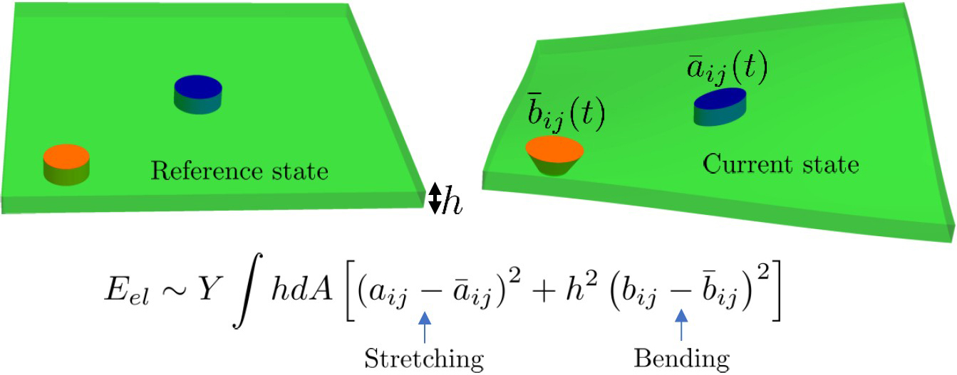&lt;strong&gt;Figure 1.&lt;/strong&gt; Growth in a thin elastic shell, such as a leaf. The rest metric captures growth variation in the mid-plane of the shell, while the rest curvature tensor captures variations along the thickness. The equation gives the shell’s elastic energy due to deviation from the rest metric and curvature tensors. Figure courtesy of the author.
