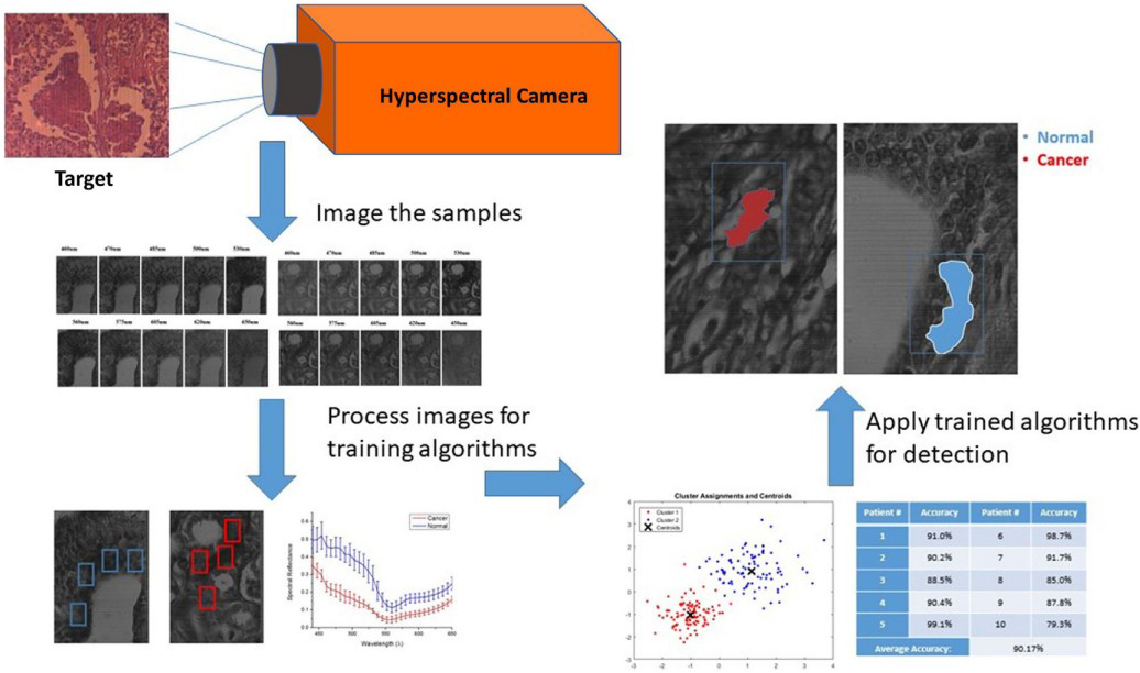 &lt;strong&gt;Figure 1.&lt;/strong&gt; Workflow for hyperspectral imaging and training. Figure courtesy of [1].