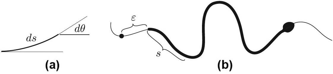 &lt;strong&gt;Figure 4.&lt;/strong&gt; For this snake, \(\tau(s)\) does not change as the snake bends or unbends. &lt;strong&gt;4a.&lt;/strong&gt; The potential energy of the element \(ds\) is \(-\tau d\theta\). &lt;strong&gt;4b.&lt;/strong&gt; The snake advances by \(\varepsilon\) along the channel.