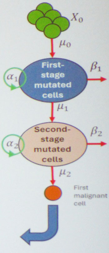 <strong>Figure 1.</strong> Visualization of carcinogenesis from initiation through the formation of first- and second-stage mutated cells and ultimate malignant conversion. Figure courtesy of Navid Mohammad Mirzaei.
