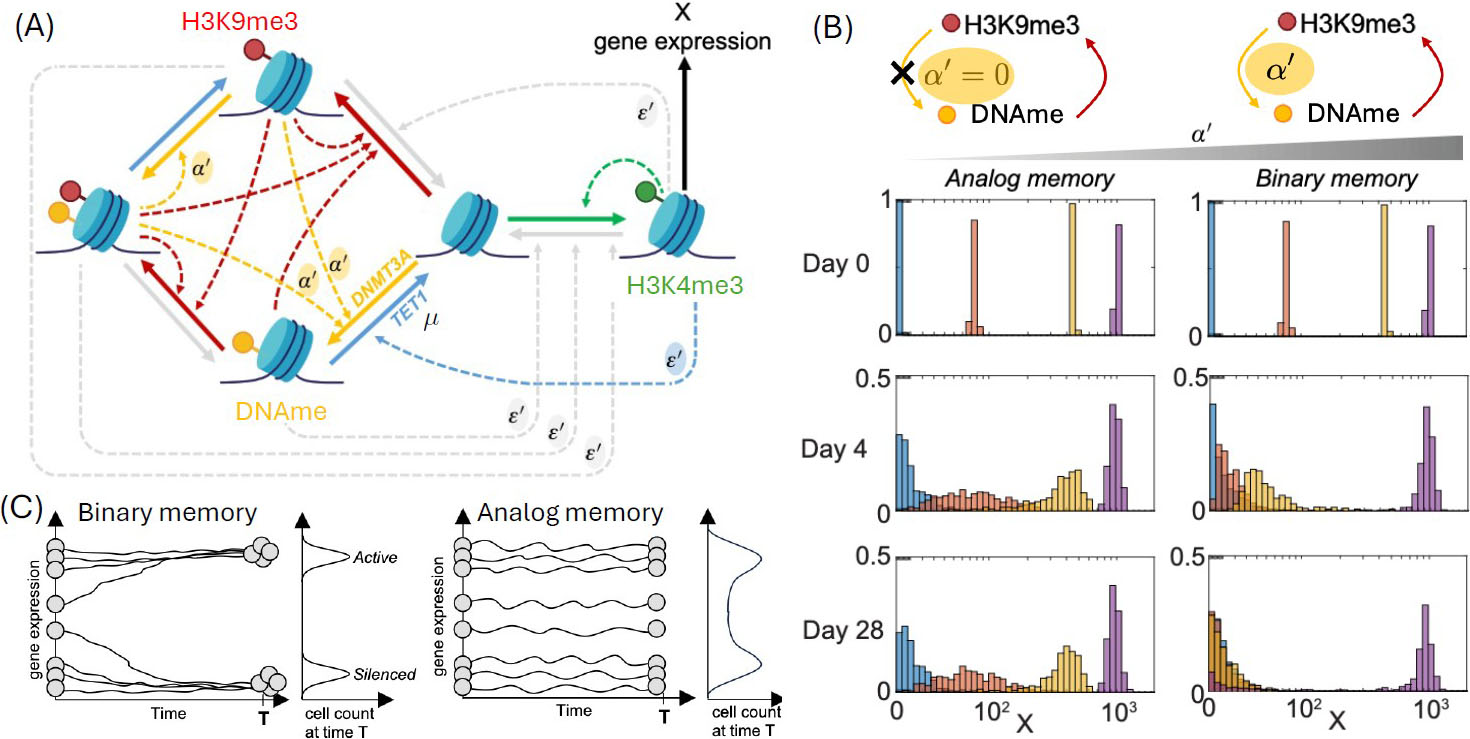 &lt;strong&gt;Figure 2.&lt;/strong&gt; The transition between binary and analog epigenetic memory. &lt;strong&gt;2a.&lt;/strong&gt; Chromatin modification circuit that includes both histone modifications—specifically, histone 3 lysine 9 trimethylation (H3K9me3) and histone 3 lysine 4 trimethylation (H3K4me3)—and DNA methylation (DNAme). DNAme is established by writer DNA methyltransferase 3A (DNMT3A) and “erased” by enzyme ten-eleven translocation methylcytosine dioxygenase 1 (TET1); otherwise, it is essentially conserved as the maintenance action of DNMT1 compensates for the dilution process. The emergent decay rate constant for DNAme is \(\mu\). DNAme recruits writers of H3K9me3 (red dashed arrows) and erasers of H3K4me3 (grey dashed arrows marked by \(\varepsilon&#x27;\)). Similarly, H3K9me3 recruits writers of DNAme (yellow dashed arrows marked by \(\alpha&#x27;\)) while H3K4me3 recruits TET1 (blue dashed arrow marked by \(\varepsilon&#x27;\)). &lt;strong&gt;2b.&lt;/strong&gt; The transition between analog and binary memory. On the left, the positive feedback between DNAme and H3K9me3 is broken. Any initial DNAme grades and their corresponding gene expression levels remain approximately constant in time. On the right, there is positive feedback between DNAme and H3K9me3. Any initial DNAme grades converge to either full DNAme (no gene expression) or no DNAme (maximal gene expression). &lt;strong&gt;2c.&lt;/strong&gt; Binary and analog memory. Figure courtesy of [8].