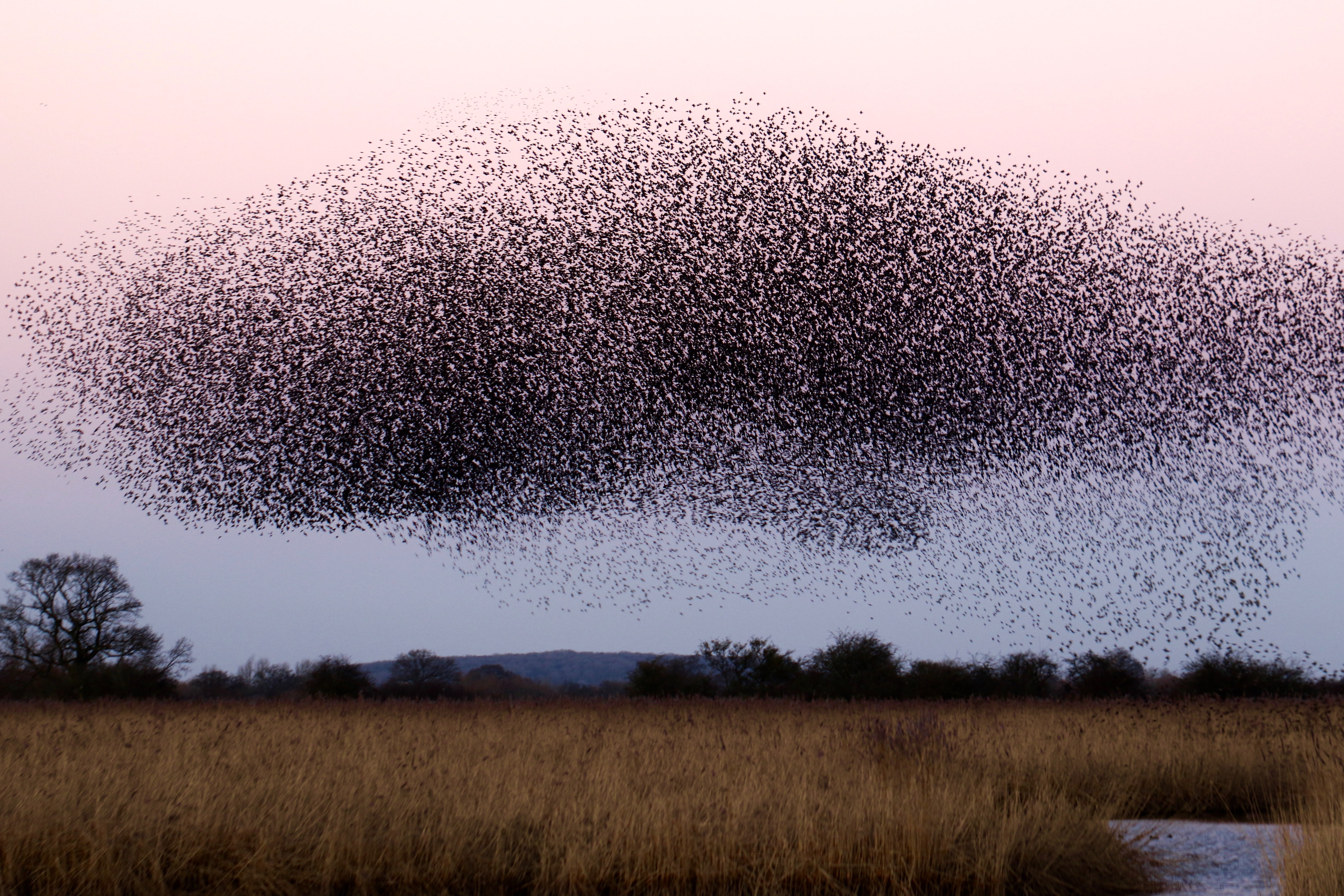 &lt;strong&gt;Figure 1.&lt;/strong&gt; Large flocks of European starlings can stay together even when parts of the flock have different velocities and densities. Image courtesy of &lt;a href=&quot;https://unsplash.com/photos/b7MZ6iGIoSI&quot; rel=&quot;noopener noreferrer&quot; target=&quot;_blank&quot;&gt;James Wainscoat on Unsplash&lt;/a&gt;.