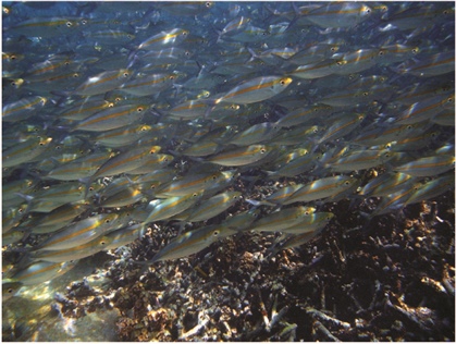 <strong>Figure 2.</strong> A school of fish (goldband fusilier, Pterocaesio chrysozona) swim in a coordinated manner in a picture taken in Papua New Guinea by Brocken Inaglory. Image courtesy of Wikipedia.