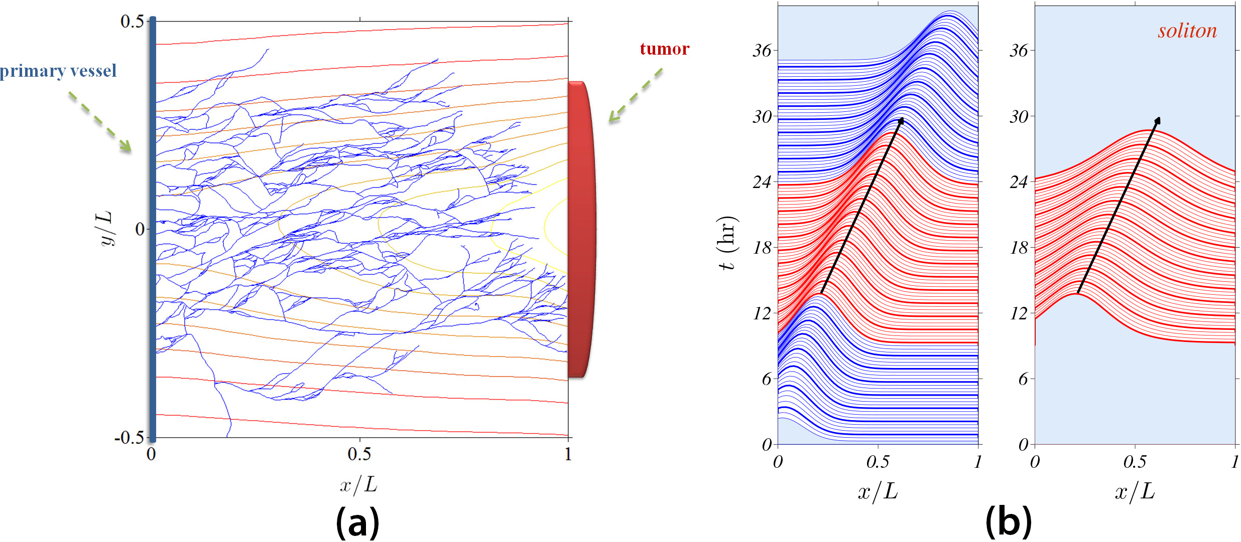 &lt;strong&gt;Figure 1.&lt;/strong&gt; Hybrid stochastic model of tumor-induced angiogenesis. &lt;strong&gt;1a.&lt;/strong&gt; A network of blood vessels simulated by the stochastic model. The level curves of the density of the vessel endothelial growth factor are depicted by the red lines. &lt;strong&gt;1b.&lt;/strong&gt; Comparison of the active tip density profile \(\tilde{p}(t,x,0)\) (calculated by averaging the stochastic description over 400 replicas) to the profile of the moving soliton. Figure adapted from [5].