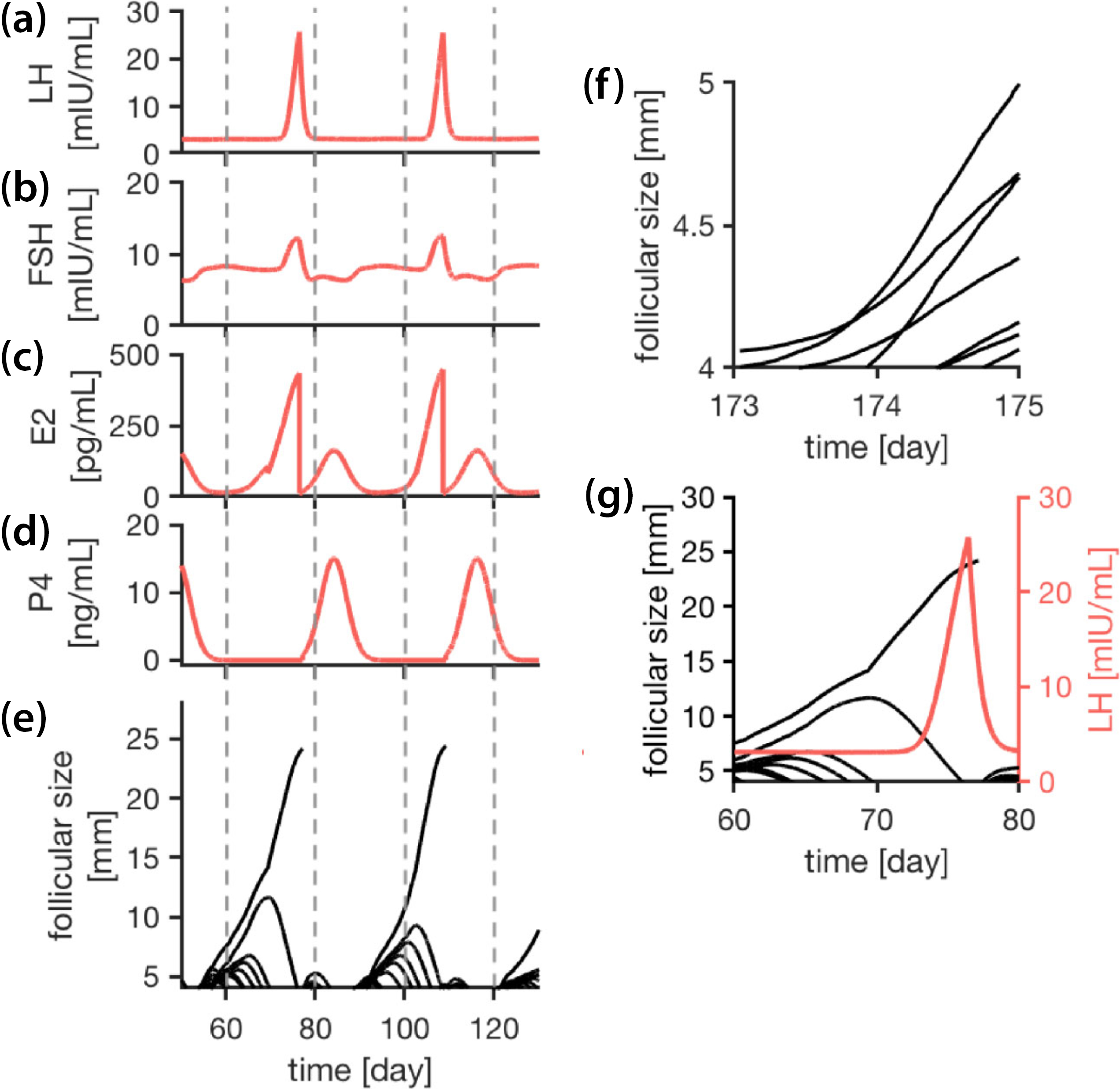 &lt;strong&gt;Figure 2.&lt;/strong&gt; Simulation examples for hormone concentration profiles and ovarian follicle growth trajectories over two consecutive cycles. &lt;strong&gt;2a–2d.&lt;/strong&gt; Simulated hormone profiles for four key reproductive hormones: luteinizing hormone (LH), follicle-stimulating hormone (FSH), estradiol (E2), and progesterone (P4). &lt;strong&gt;2e.&lt;/strong&gt; Corresponding follicle growth trajectories. A terminating growth trajectory signifies the ovulation of a follicle, while the decrease in size demonstrates atresia (degeneration). &lt;strong&gt;2f.&lt;/strong&gt; Crossing growth trajectories indicate that follicles compete for ovulation. &lt;strong&gt;2g.&lt;/strong&gt; Ovulation occurs 12 hours after peak LH concentration. Figure courtesy of [2].