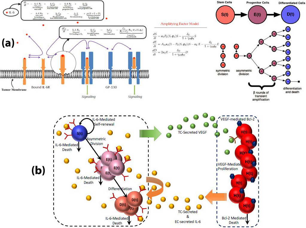&lt;strong&gt;Figure 2.&lt;/strong&gt; Schematic representation of the model’s different scales. &lt;strong&gt;2a.&lt;/strong&gt; Molecular- and cellular-level details of IL-6’s impact on cancer stem cell (CSC)-driven tumor growth. &lt;strong&gt;2b.&lt;/strong&gt; Molecular- and cellular-level details of endothelial cell (EC)–tumor cell (TC) crosstalk: TC-secreted vascular endothelial growth factor stimulates EC proliferation and survival. EC- secreted IL-6 enhances proliferation and survival of tumor cells. Figure 2a courtesy of [4], 2b courtesy of [3].