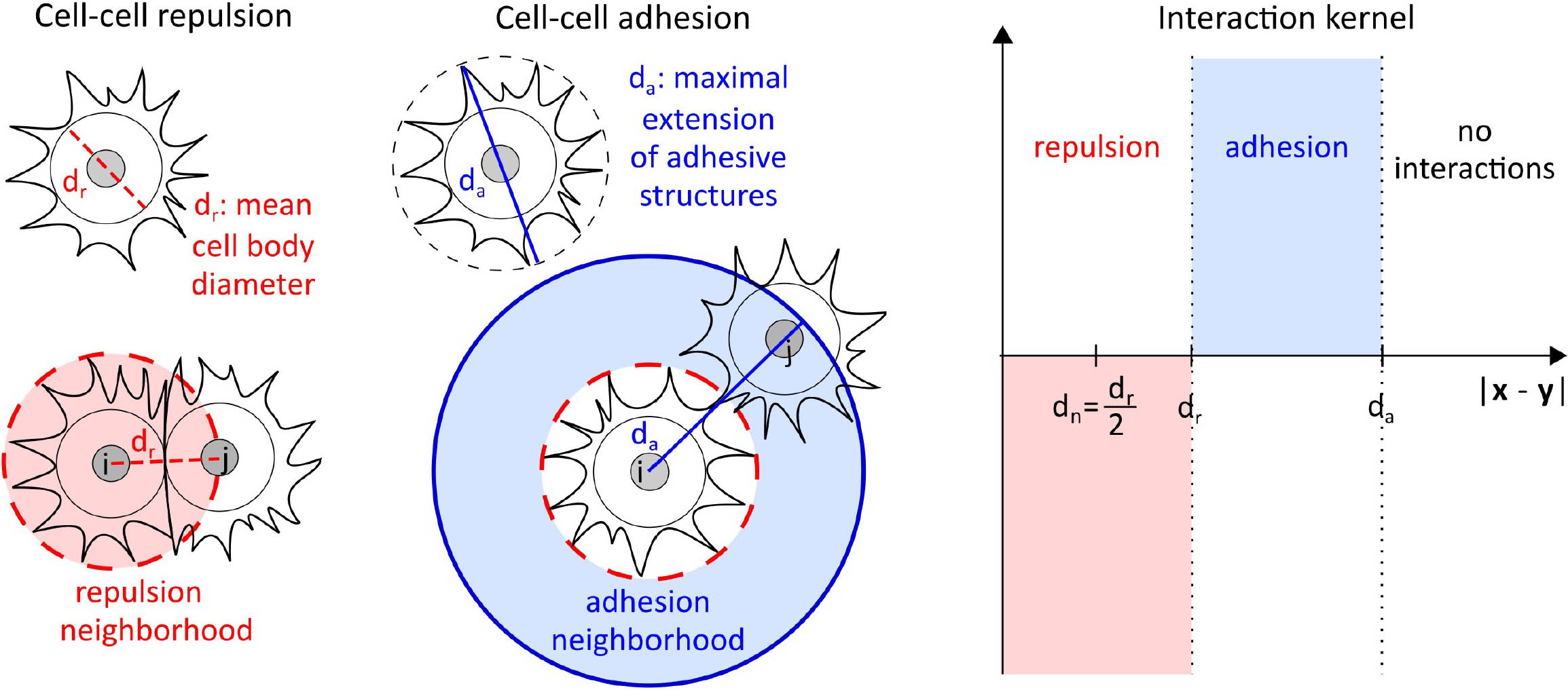 &lt;strong&gt;Figure 1.&lt;/strong&gt; Interaction forces of an agent-based model for cell adhesion. Figure courtesy of [3].