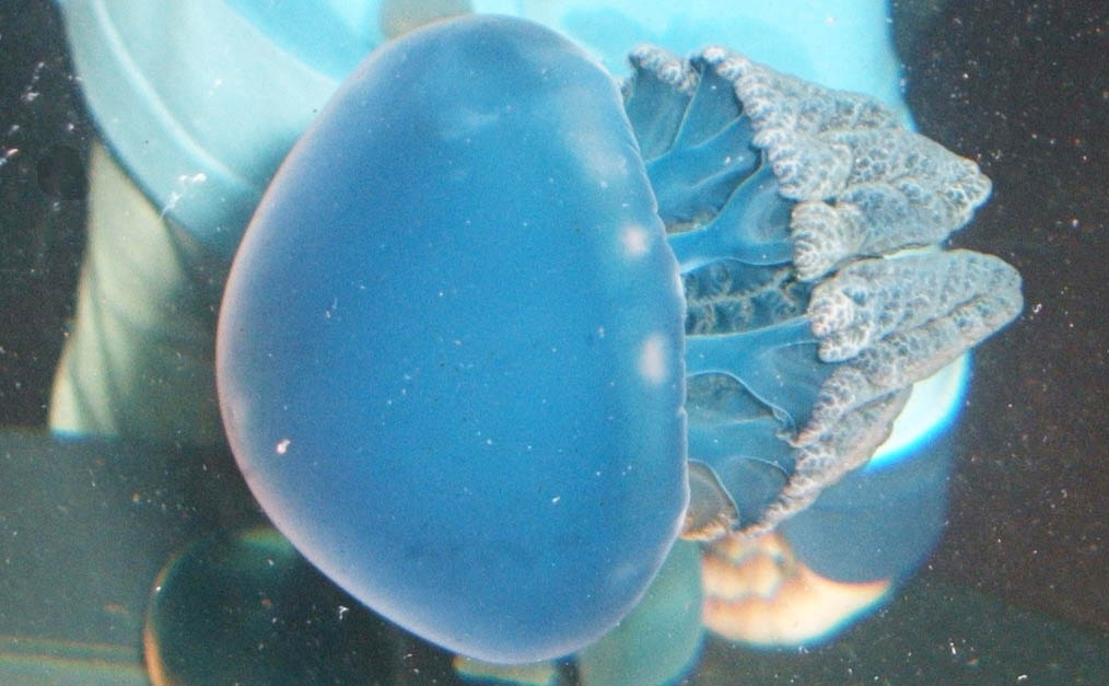 <strong>Figure 1.</strong> The blue blubber jellyfish, which has prominent oral arms, has a relatively high propulsive efficiency when compared to other species. Figure courtesy of Steven Johnson under the <a href="https://commons.wikimedia.org/wiki/Jellyfish#/media/File:Catostylus-mosaicus.jpg" target="_blank"> GNU Free Documentation License</a>.