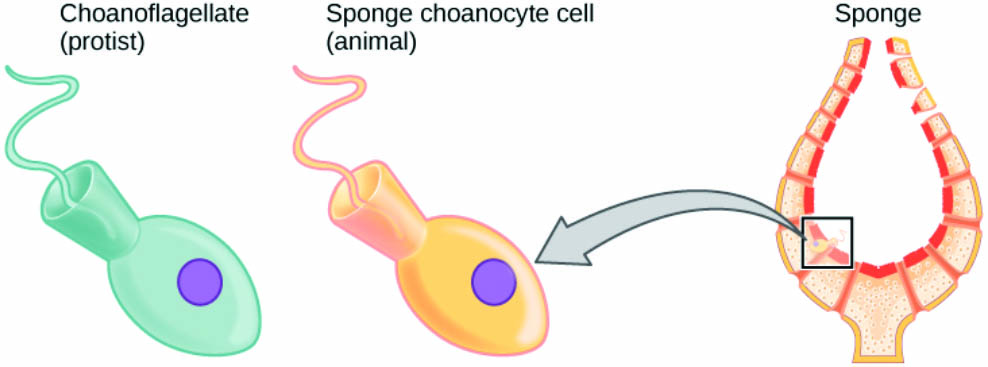 &lt;strong&gt;Figure 2.&lt;/strong&gt; A choanoflagellate cell’s morphological similarity to a sponge cell shows a probable evolutionary connection. Both types of cells have a flagellum that is surrounded by a collar of hair-like cilia, which help capture food. Understanding the flagella’s operation could elucidate the reason that sponges took up communal life hundreds of millions of years ago. Figure courtesy of Mary Ann Clark, Jung Choi, and Matthew Douglas under Creative Commons Attribution 4.0 International license.