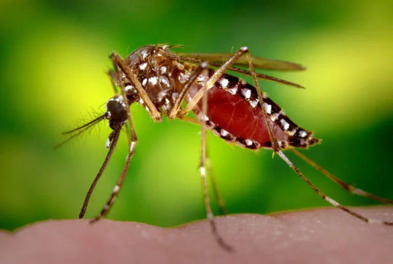 <strong>Figure 1.</strong> Female Aedes aegypti mosquito feeding.
