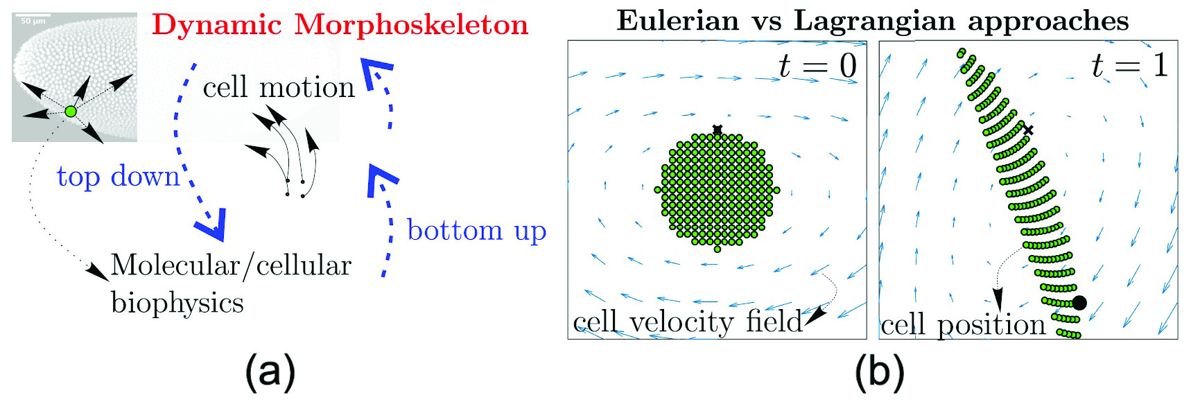 &lt;strong&gt;Figure 1.&lt;/strong&gt; Frame-invariant description of cellular flows. &lt;strong&gt;1a.&lt;/strong&gt; Sketch of bottom-up and top-down approaches to cell motion. Bottom-up approaches study local mechanisms that drive cells, while top-down approaches study patterns of cell motion that are caused by local and global driving mechanisms. The dynamic morphoskeleton uncovers the centerpieces of cell trajectory patterns in space and time. &lt;strong&gt;1b.&lt;/strong&gt; Snapshots of a simple analytic velocity field (blue) and its Lagrangian particle positions (green). The black dot marks the position of a particle that began at the black \(x\) marker at time 0. The frame-dependent velocity field suggests the presence of a vortical structure while the tissue undergoes exponential stretching. Figure courtesy of [6].