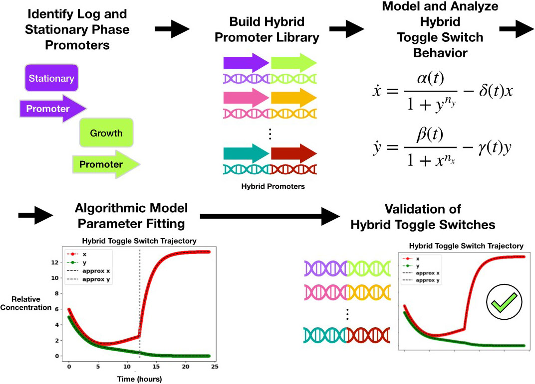 &lt;strong&gt;Figure 4.&lt;/strong&gt; Broad overview of the construction, modeling, and validation of hybrid toggle switches. Figure courtesy of the author.