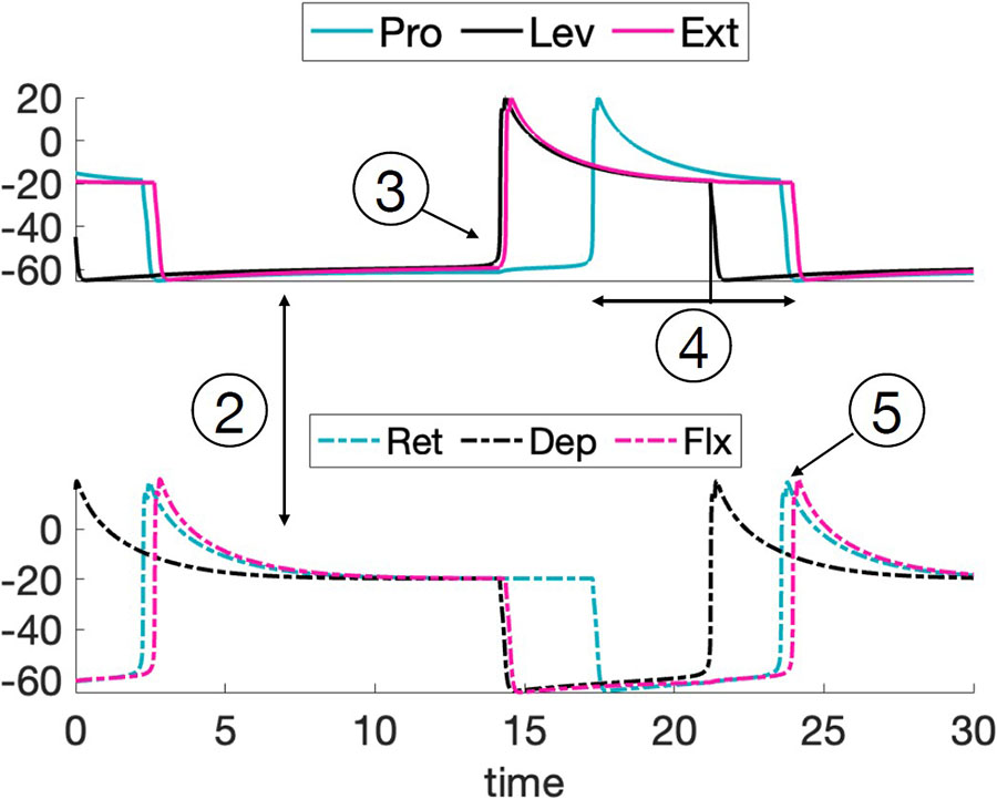 <strong>Figure 3.</strong> Ideal rhythm in fictive stick insect motion. Figure courtesy of Zahra Aminzare.
