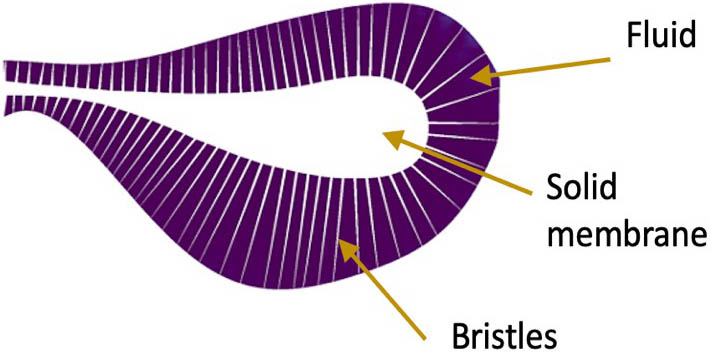 &lt;strong&gt;Figure 6.&lt;/strong&gt; Illustration of a bristled wing with fluid stuck in its gaps. Figure courtesy of Hrithik Aghav.