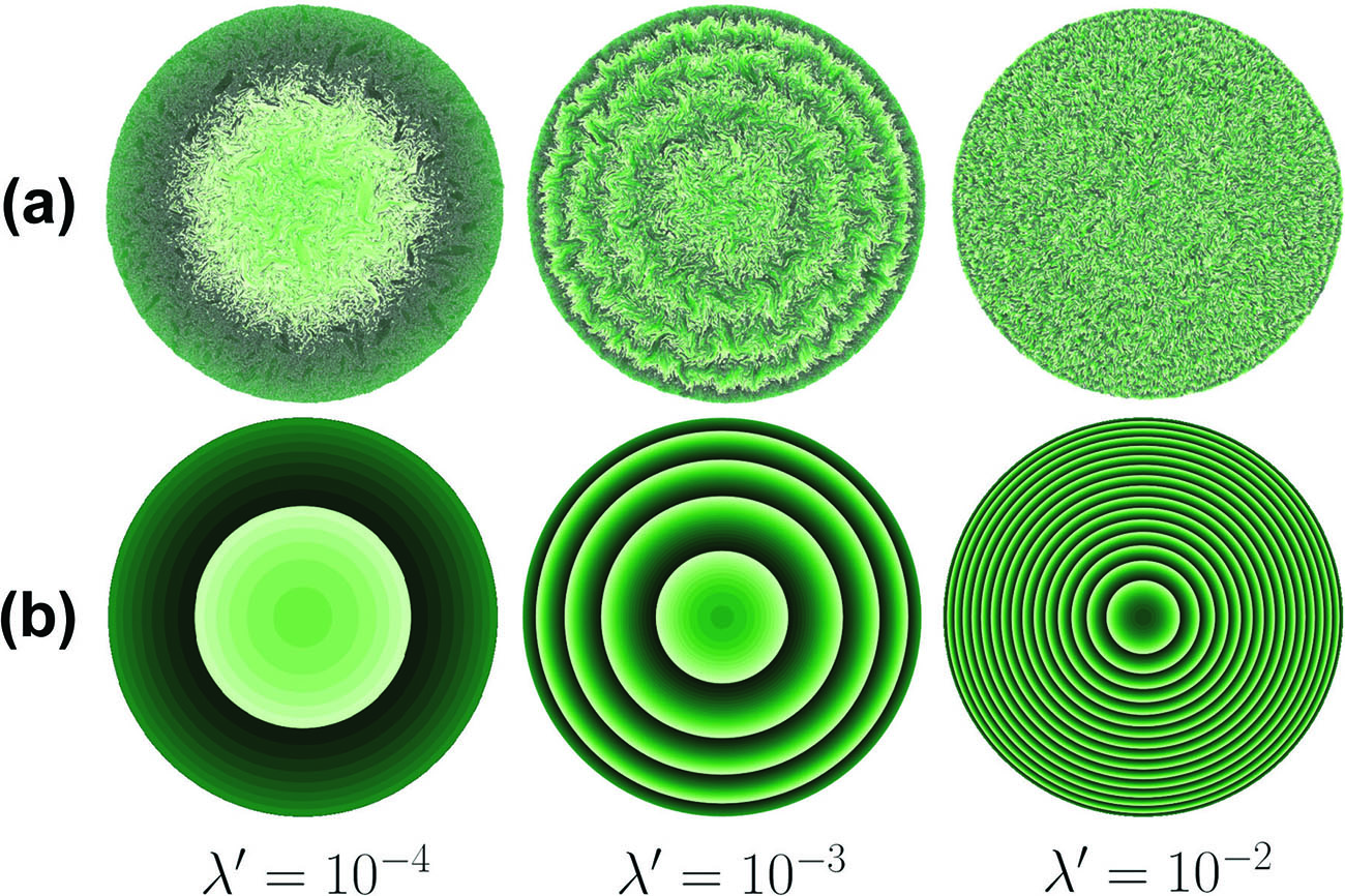 &lt;strong&gt;Figure 3.&lt;/strong&gt; From left to right: the final growth patterns for three increasing values of the dimensionless growth sensitivity \(\lambda&#x27;\) for particle simulations &lt;strong&gt;(3a)&lt;/strong&gt; and the fluid model &lt;strong&gt;(3b)&lt;/strong&gt;. Microbes that are more sensitive to stress exhibit tighter wave-like patterns. The “fuzziness” in 3a stems from nonlinear microscopic interactions, while the fluid model in 3b produces artificially smooth rings that still have the same qualitative characteristics. Figure adapted from [2].