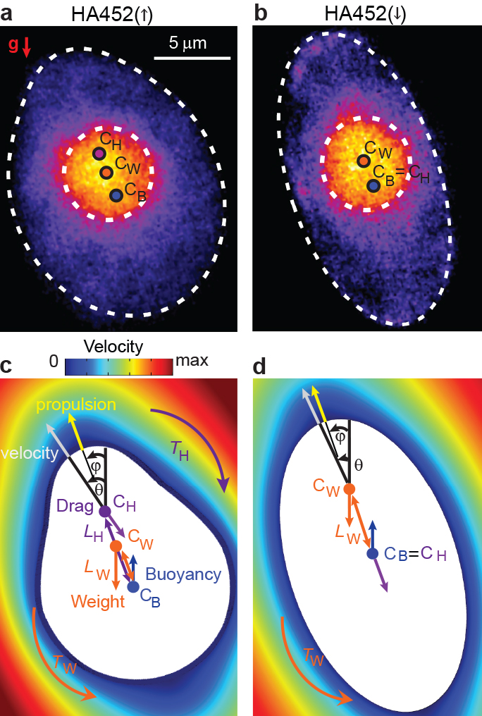 &lt;strong&gt;Figure 1.&lt;/strong&gt; A change in morphology underpins the emergence of a downward swimming subpopulation in &lt;em&gt;Heterosigma akashiwo&lt;/em&gt; strain HA452. &lt;strong&gt;1a&lt;/strong&gt; and &lt;strong&gt;1b&lt;/strong&gt;. False-color epifluorescence micrographs of upward swimming—HA452(&amp;uarr;)—and downward swimming—HA452(&amp;darr;)—subpopulations. White dashed lines denote the contour of the cell body and nucleus (bright orange). &lt;em&gt;C&lt;sub&gt;W&lt;/sub&gt;, C&lt;sub&gt;B&lt;/sub&gt;, and C&lt;sub&gt;H&lt;/sub&gt;&lt;/em&gt; are the centers of mass, buoyancy, and hydrodynamic stress, respectively. &lt;strong&gt;1c.&lt;/strong&gt; and &lt;strong&gt;1d.&lt;/strong&gt; Free body diagrams showing the forces acting on the cell overlaid on the numerically-computed flow field around the cell (not to scale). &lt;strong&gt;1c.&lt;/strong&gt; HA452 cells swimming upwards after exposure to turbulent cues for 30 minutes are top-heavy (&lt;em&gt;C&lt;sub&gt;W&lt;/sub&gt;&lt;/em&gt; above &lt;em&gt;C&lt;sub&gt;B&lt;/sub&gt;&lt;/em&gt;) and fore-aft asymmetric (&lt;em&gt;C&lt;sub&gt;H&lt;/sub&gt;&lt;/em&gt; above &lt;em&gt;C&lt;sub&gt;B&lt;/sub&gt;&lt;/em&gt;); thus, &lt;em&gt;T&lt;sub&gt;W&lt;/sub&gt;&lt;/em&gt; and &lt;em&gt;T&lt;sub&gt;H&lt;/sub&gt;&lt;/em&gt; act in opposition. &lt;strong&gt;1d.&lt;/strong&gt; HA452 cells swimming downwards after exposure to turbulent cues for 30 minutes are fore-aft symmetric (&lt;em&gt;C&lt;sub&gt;H&lt;/sub&gt;&lt;/em&gt; coincides with &lt;em&gt;C&lt;sub&gt;B&lt;/sub&gt;&lt;/em&gt; and thus &lt;em&gt;T&lt;sub&gt;H&lt;/sub&gt;&lt;/em&gt; vanishes) and top-heavy (&lt;em&gt;C&lt;sub&gt;W&lt;/sub&gt;&lt;/em&gt; above &lt;em&gt;C&lt;sub&gt;B&lt;/sub&gt;&lt;/em&gt;), so that &lt;em&gt;T&lt;sub&gt;W&lt;/sub&gt;&lt;/em&gt; causes cells to orient downwards. Adapted from [8].