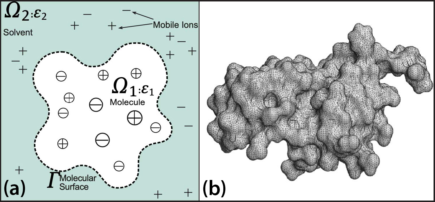 &lt;strong&gt;Figure 1.&lt;/strong&gt; The Poisson-Boltzmann model and its molecular surface. &lt;strong&gt;1a.&lt;/strong&gt; A two-dimensional schematic of a solvated biomolecule. &lt;strong&gt;1b.&lt;/strong&gt; A triangulated molecular surface of protein 1A63. Figure 1a courtesy of Weihua Geng, Figure 1b courtesy of [5].