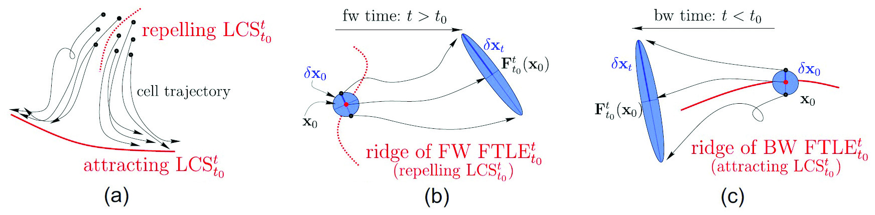 &lt;strong&gt;Figure 2.&lt;/strong&gt; Attractors and repellers organize cell motion. &lt;strong&gt;2a.&lt;/strong&gt; Illustration of the attracting and repelling Lagrangian coherent structures (LCSs) over the time interval \([t_0,t]\). &lt;strong&gt;2b.&lt;/strong&gt; The forward finite-time Lyapunov exponent (FTLE) measures the maximum separation \(\delta\boldsymbol{x}_t\) over the time interval \([t_0,t]\) between two initially close points in the neighborhood \(\boldsymbol{x}_0\). A forward-time FTLE ridge—a set of points with high FTLE values—marks a repelling LCS; nearby points from opposite sides of the ridge experience the maximum separation over \([t_0,t]\), \(t&gt;t_0\). &lt;strong&gt;2c.&lt;/strong&gt; A backward-time FTLE ridge demarcates an attracting LCS — i.e., a distinguished curve at the final time that has attracted initially distant particles. Figure adapted from [6].